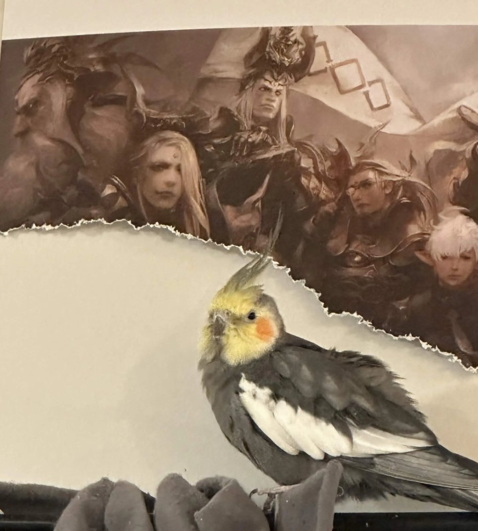 tidunacy's tweet photo. my bird cowboy has been eating this poster of zenos as enrichment for the past couple of months https://t.co/QYuaEIaFKO