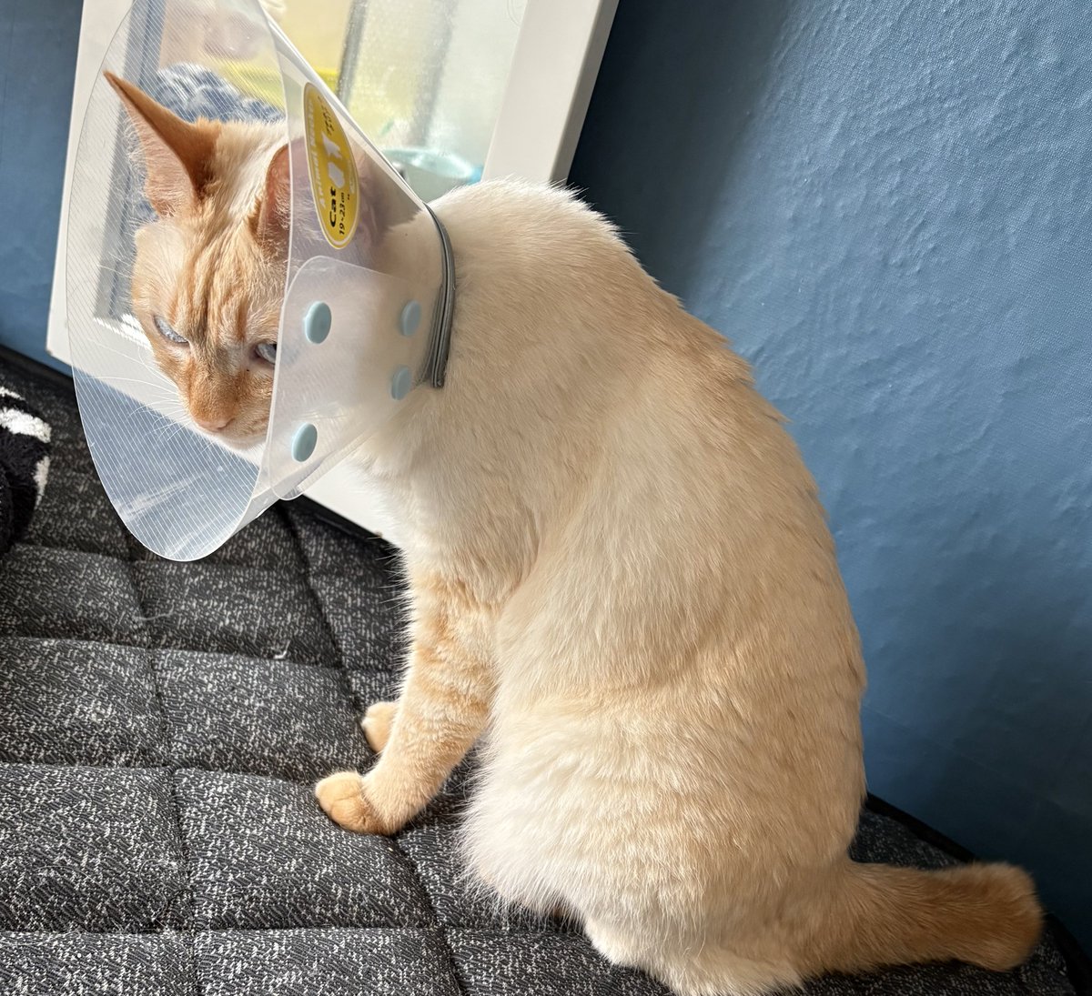 bibara_cat's tweet photo. お腹に傷つけちゃって...
病院行かなきゃ😞とりあえず電話。 https://t.co/DYlX3nskM8
