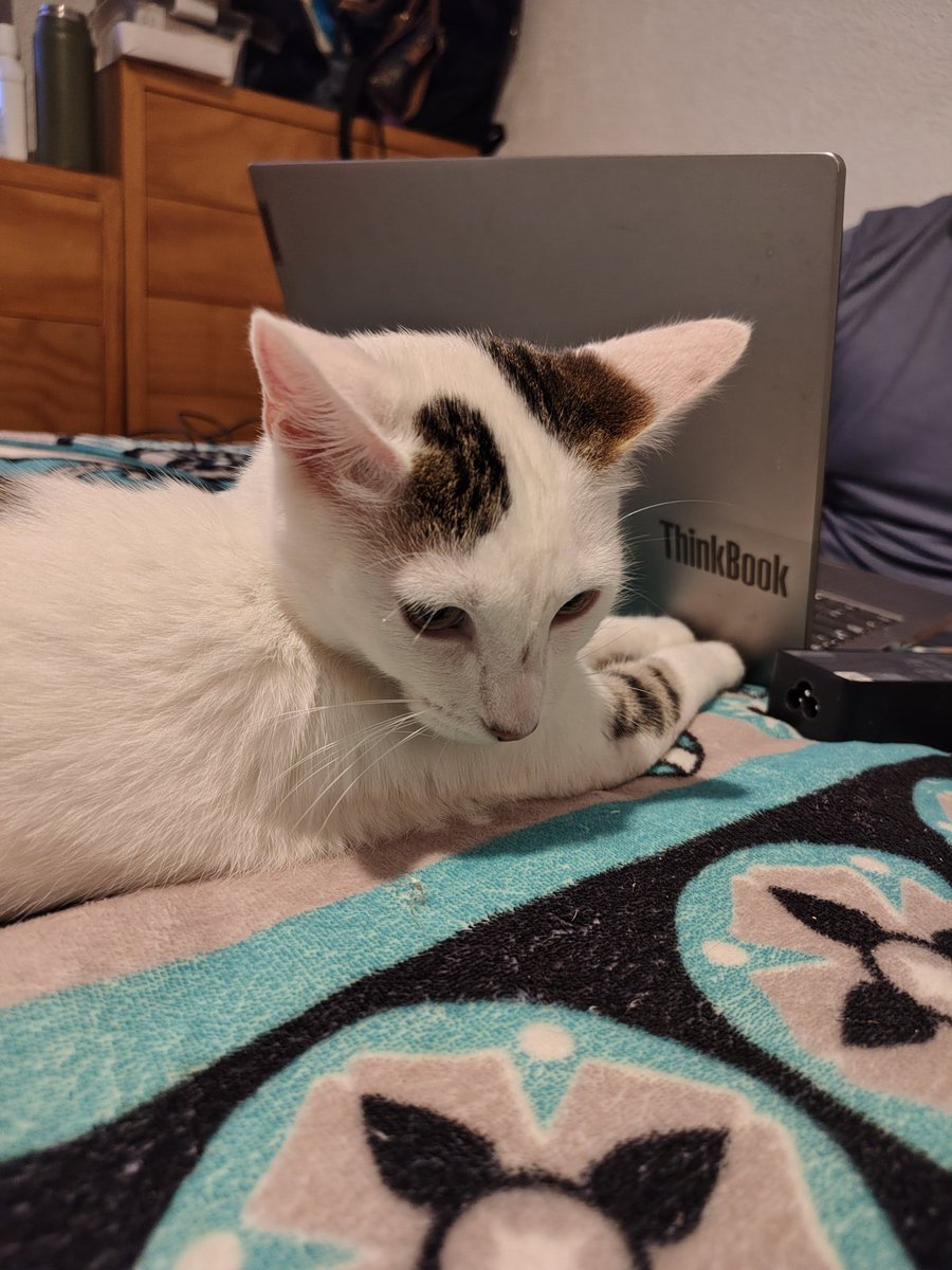 iFelineWitch's tweet photo. Llegó hace unas semanas... Se ganó su lugar en nuestra cama. https://t.co/OShWFkGZwk