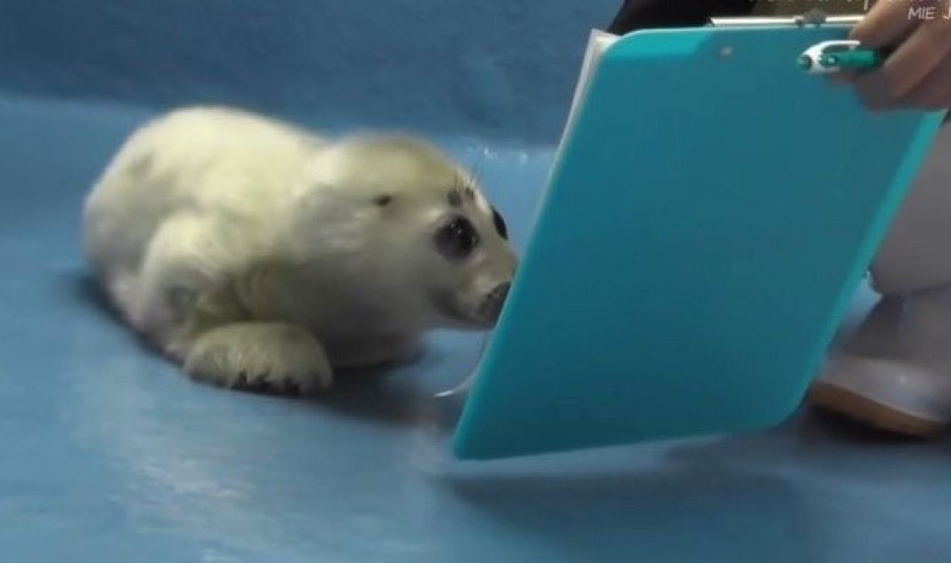 Wiggles the Seal (:3 っ)∋ tweet media