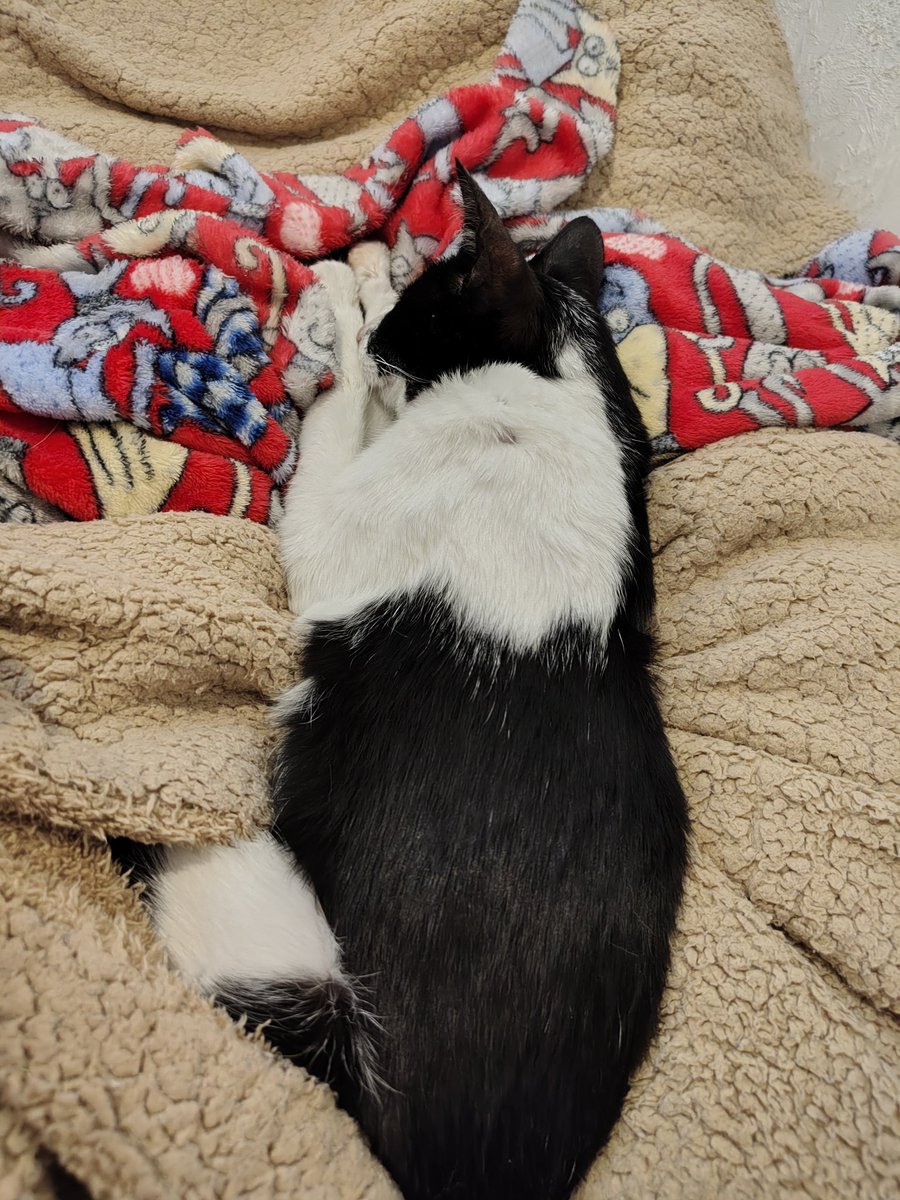 iFelineWitch's tweet photo. Te llevaste un pedazo de mi corazón contigo... Extraño tu presencia. https://t.co/5FFYji0J6q