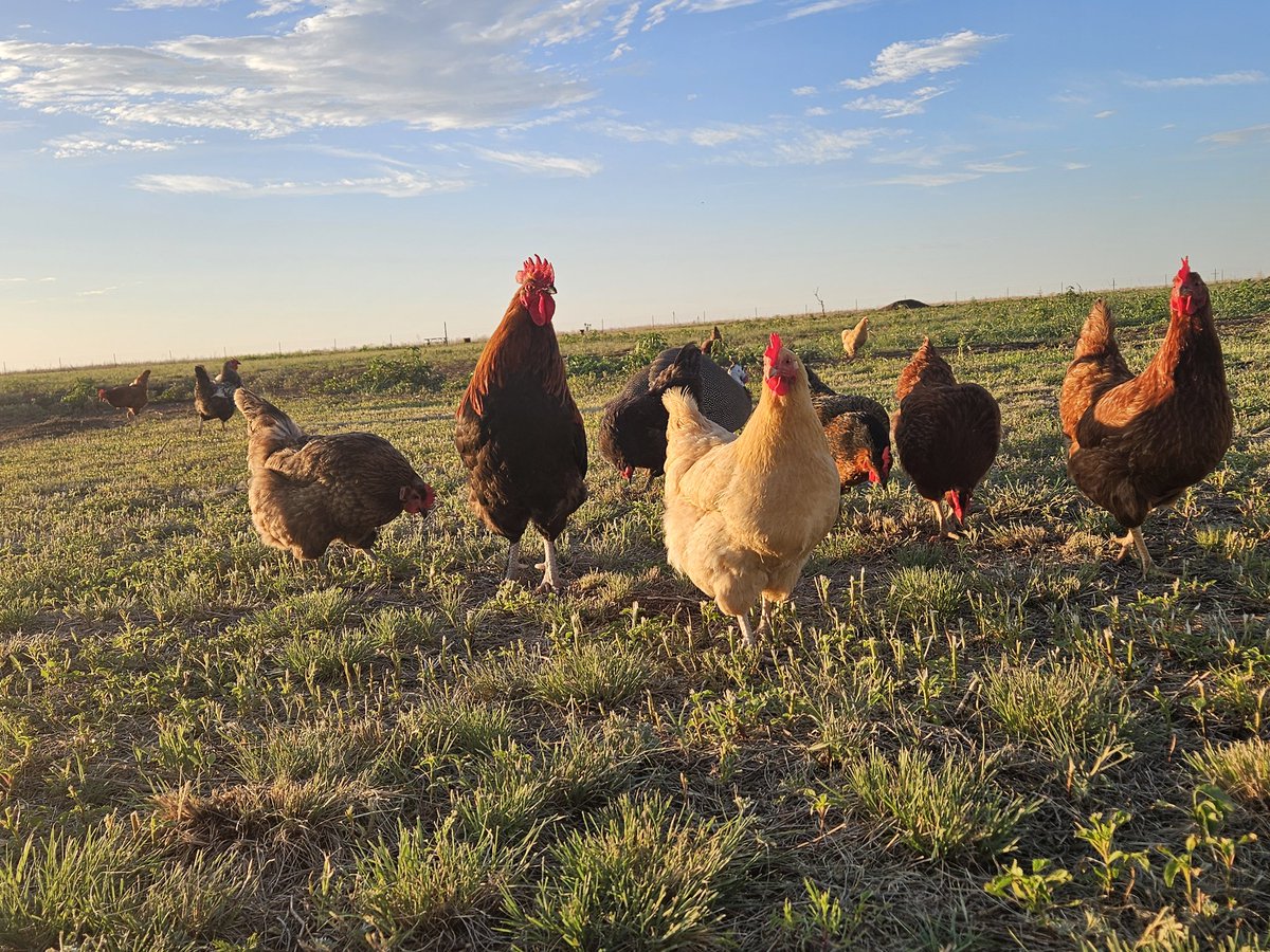 🌿The Wild Prairie tweet media