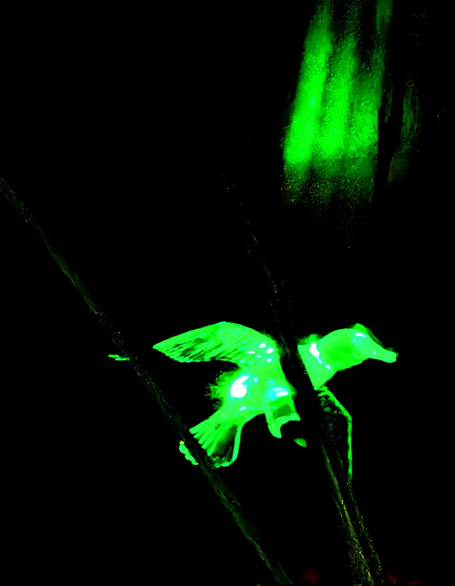 visionmandala's tweet photo. #green #bird #light #photography #nature https://t.co/rK4U3b6TB2