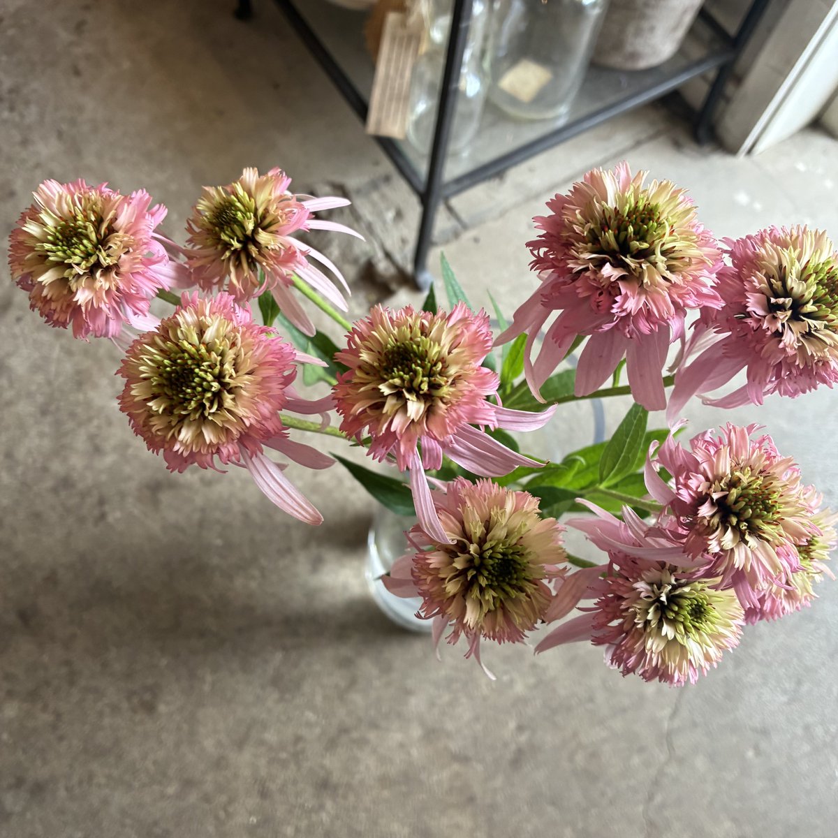 dicipeu's tweet photo. 毎日ひと花＊エキナセア『マーシャル』 https://t.co/ZuTbrVjD2c