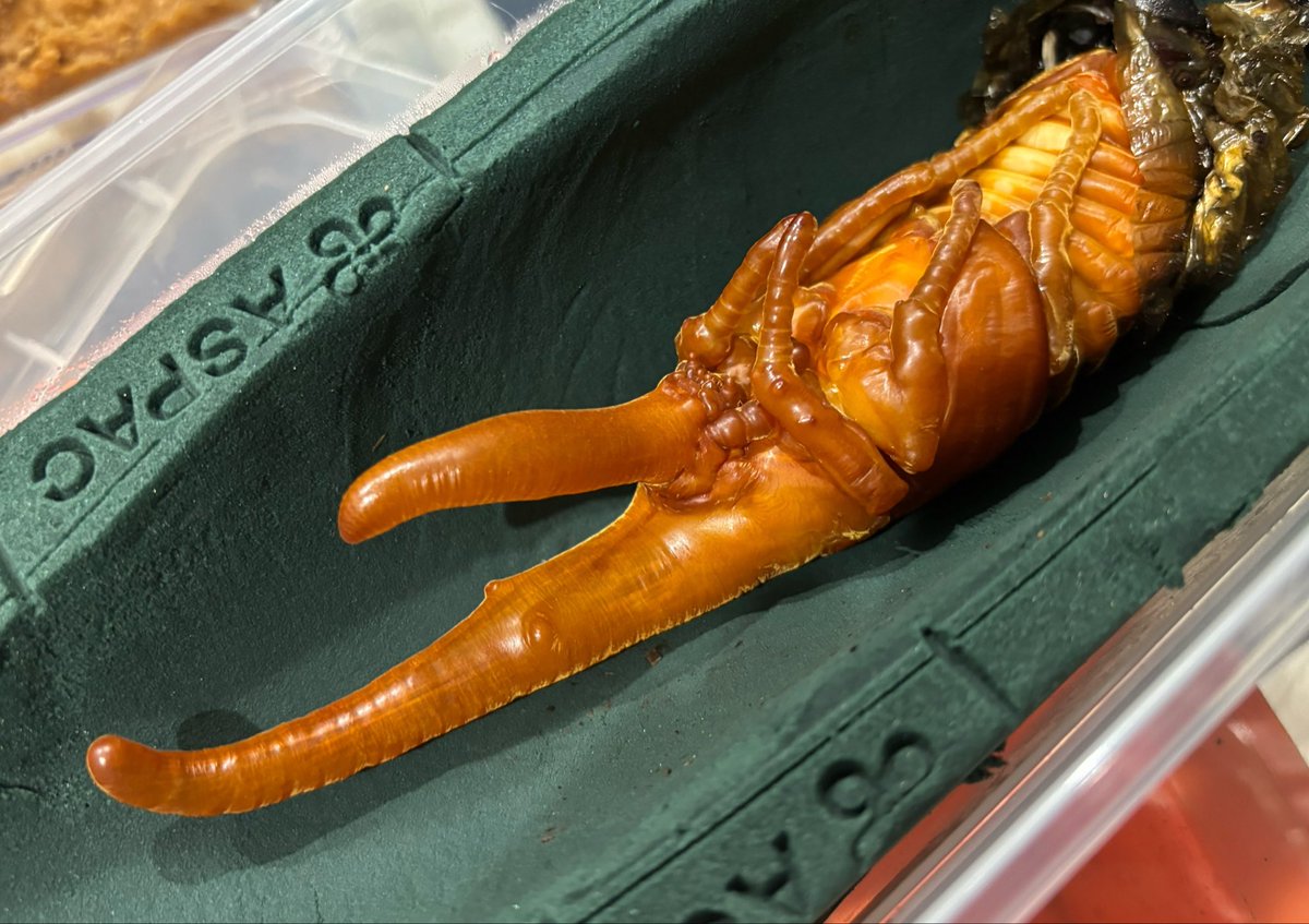 Lucanus_7 tweet media