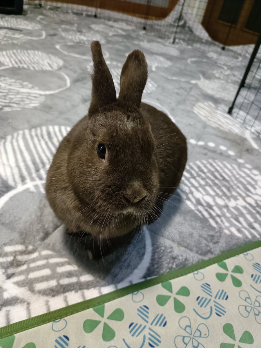 yoshilandscape's tweet photo. 深夜に倒れ病院へ連れて行き、疲弊���た病院のスタッフの方に点滴とお薬て復活しました。ありがとうございました🐰 https://t.co/fyGzAgfbGa