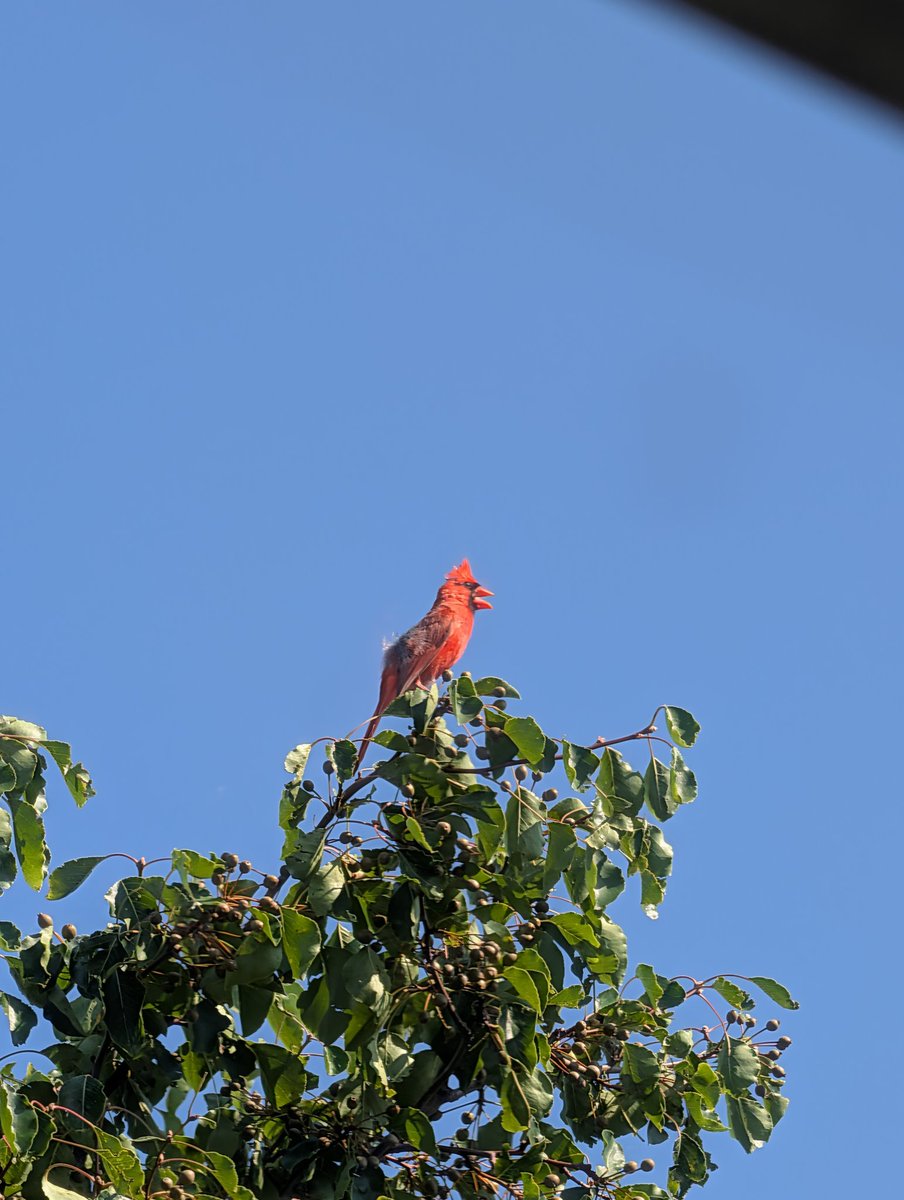 abdullahozkaldi's tweet photo. #Cardinal #urbanachampaign #chambana https://t.co/gihaKKhx5E