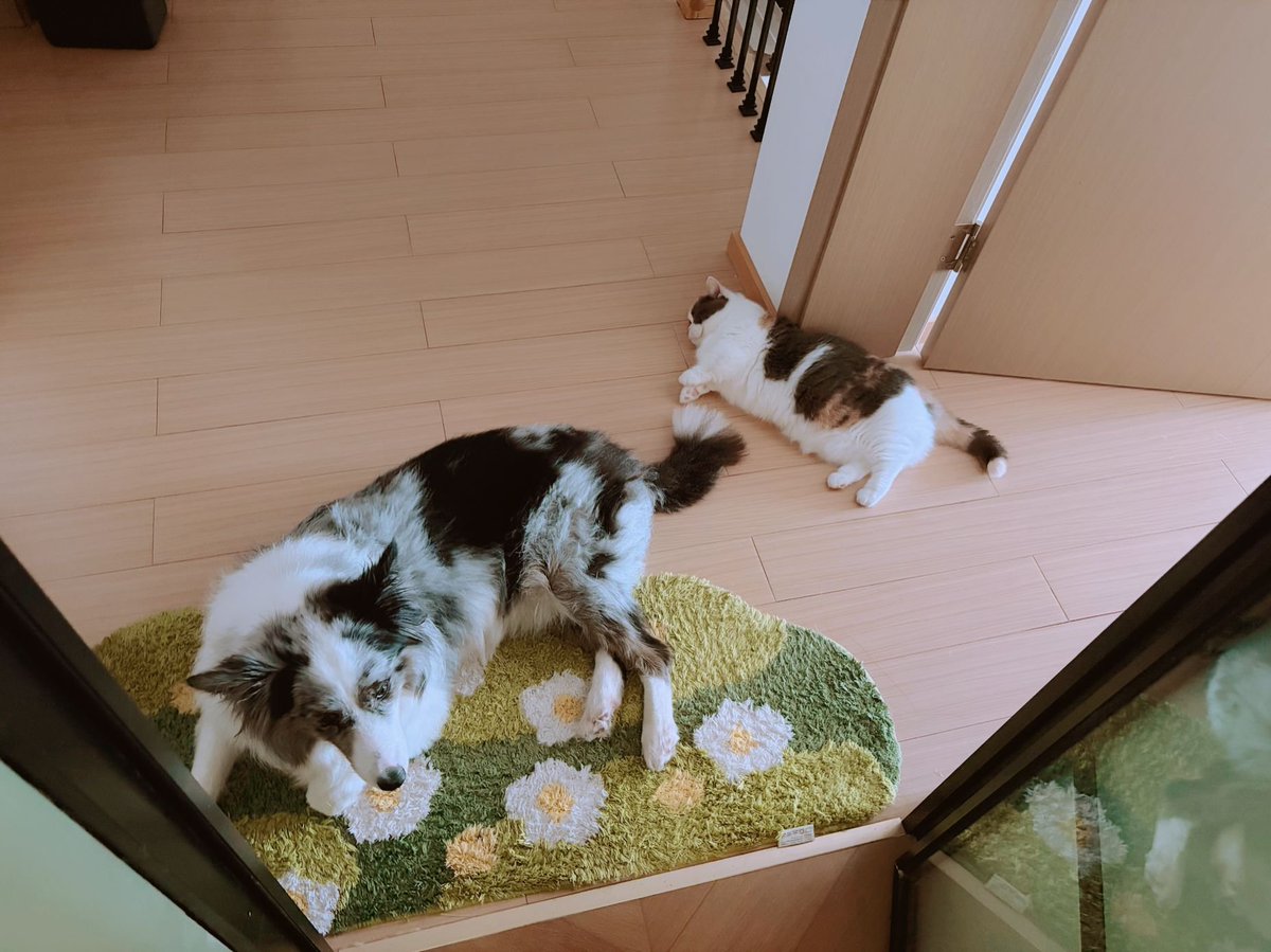 chuchumykitty's tweet photo. 因为觉得很可爱所以到处发 https://t.co/gAtknWd7Fw