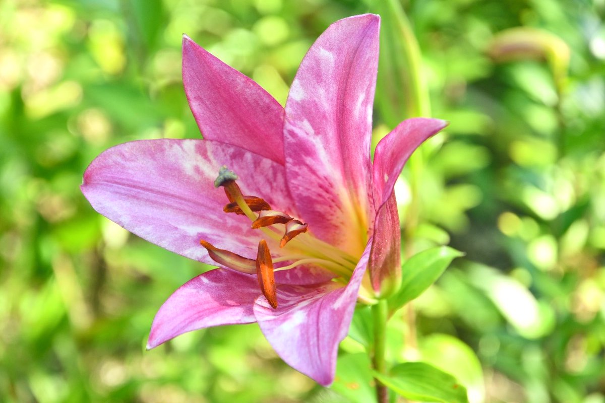 earthrunnerakab's tweet photo. きれいな花を見て、一息入れながら。 https://t.co/OaBMHePiKQ