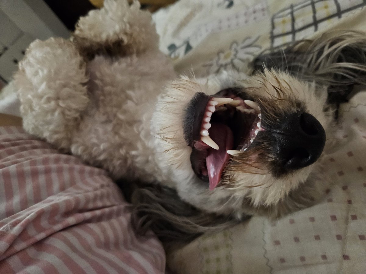 MarceLG93's tweet photo. Buenas noches 💤 🐶 https://t.co/P7hg9oXhUD