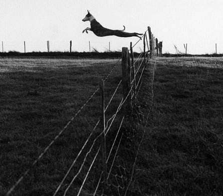 womensart1's tweet photo. 'Lurcher leaping a fence' by UK photographer Fay Godwin (1931-2005)  #womensart #Monday https://t.co/0aDxpiFCBK