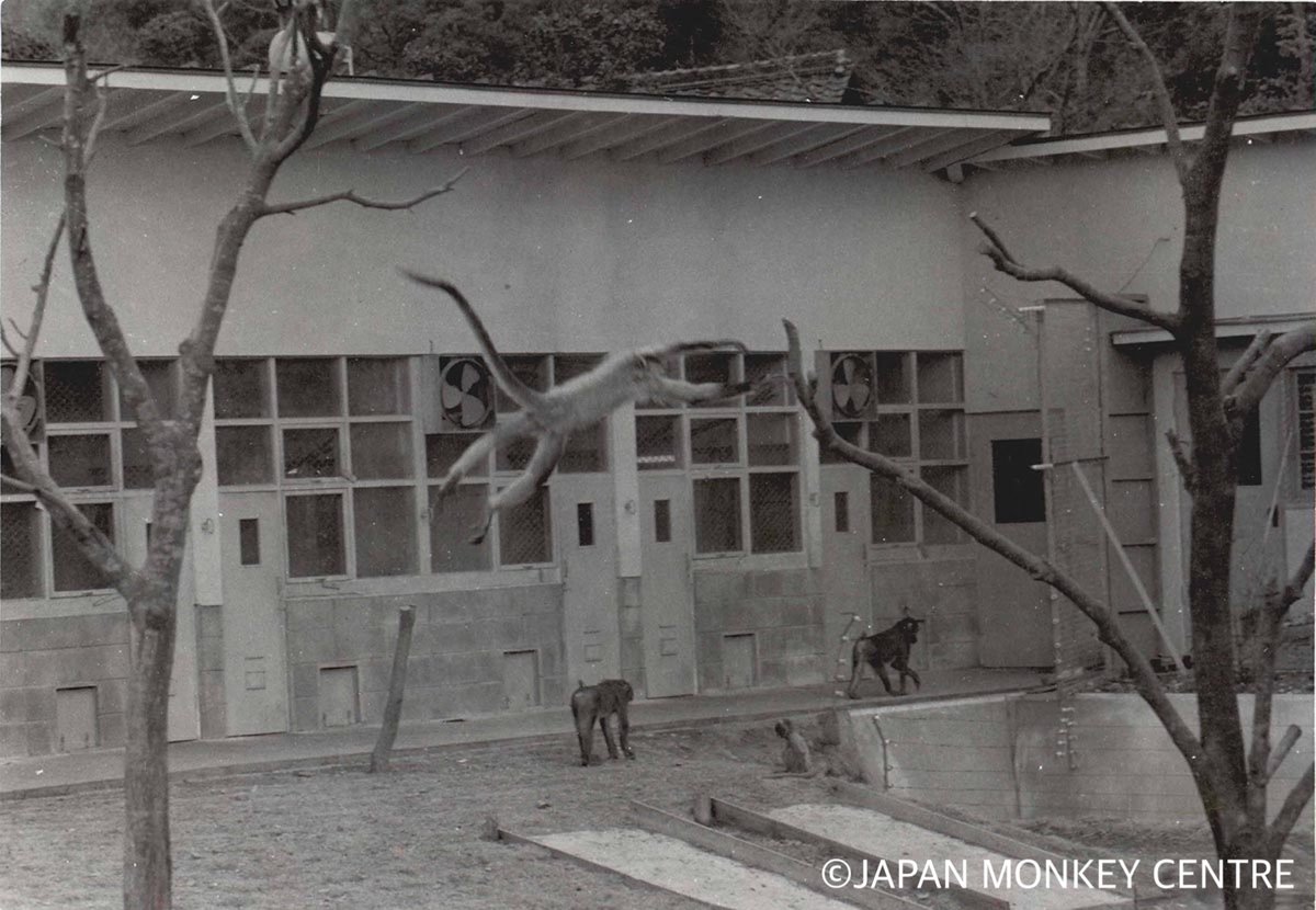 j_monkeycentre's tweet photo. #休猿カウントダウン 残り97日
1959年には栗栖地区にモンキーアパートが完成し、外国産サル16種53頭がアパートのように並んだ部屋で飼育展示されました。アパートの共用運動場ではさまざまなサルが一緒に遊んでいたようです。世界中の霊長類を集める「世界サル類動物園」への第一歩となりました。 https://t.co/LPZ4CsLaAZ