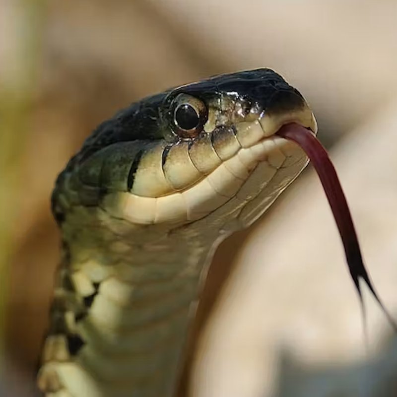 TheRealYaux's tweet photo. A snake's tongue isn't used for tasting the way ours is

Instead, it gathers scent particles from the air, helping the snake track prey, predators, and potential mates https://t.co/ymBUVCNoVz