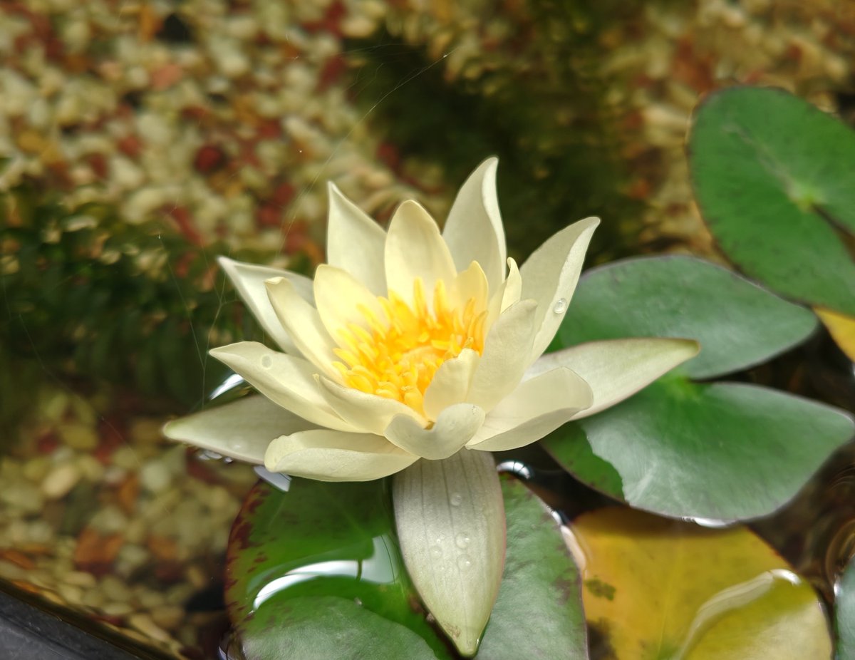 menthol_100s's tweet photo. ５つ目の花と６つ目のツボミ…

今年も順調に よく咲くねぇ～😁 https://t.co/cNdeNJNFO9