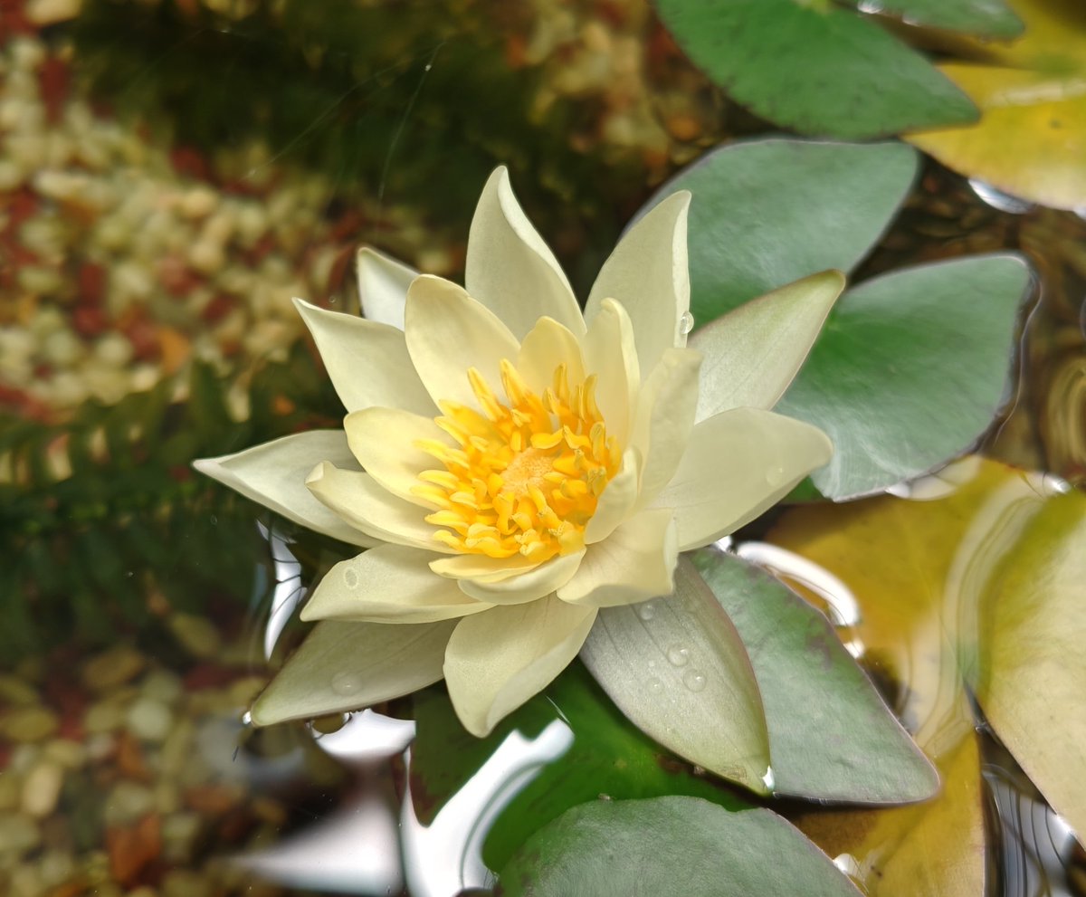 menthol_100s's tweet photo. ５つ目の花と６つ目のツボミ…

今年も順調に よく咲くねぇ～😁 https://t.co/cNdeNJNFO9