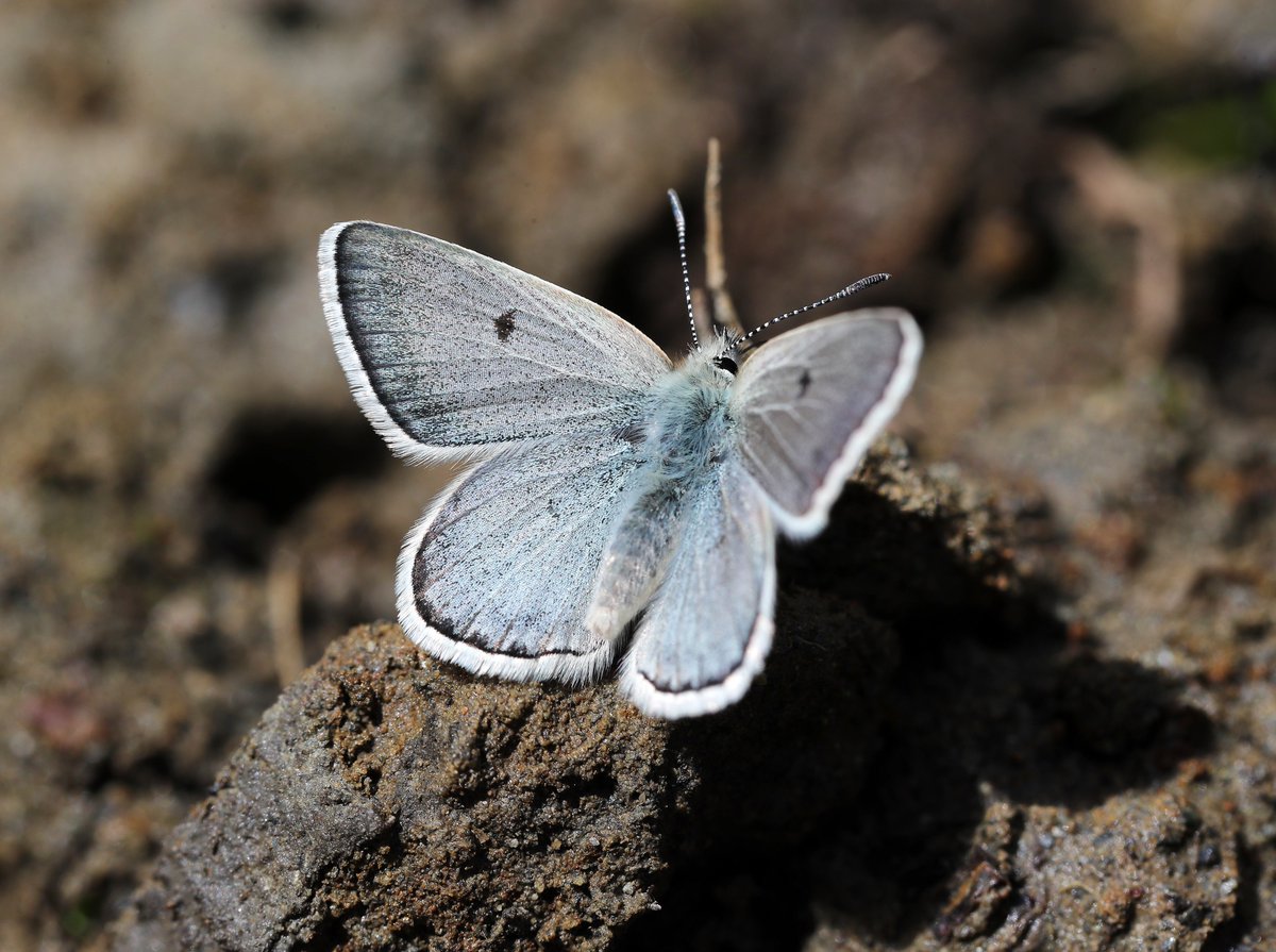 Mariposa_Nature's tweet photo. Good morning and welcome to a new week!

Our featured tour of the week is Butterflies of the Hautes Pyrenees - a chance to explore one of Europe's most beautiful montane landscapes in search of some very special butterflies indeed. (1/2)

https://t.co/w4Xtn9nWdm https://t.co/9B02ZjBsJx