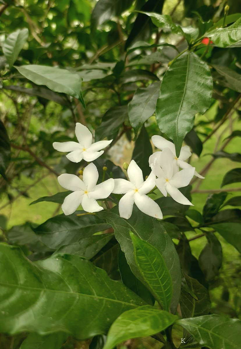 kundan4nature's tweet photo. https://t.co/Hi1sxKzGhD