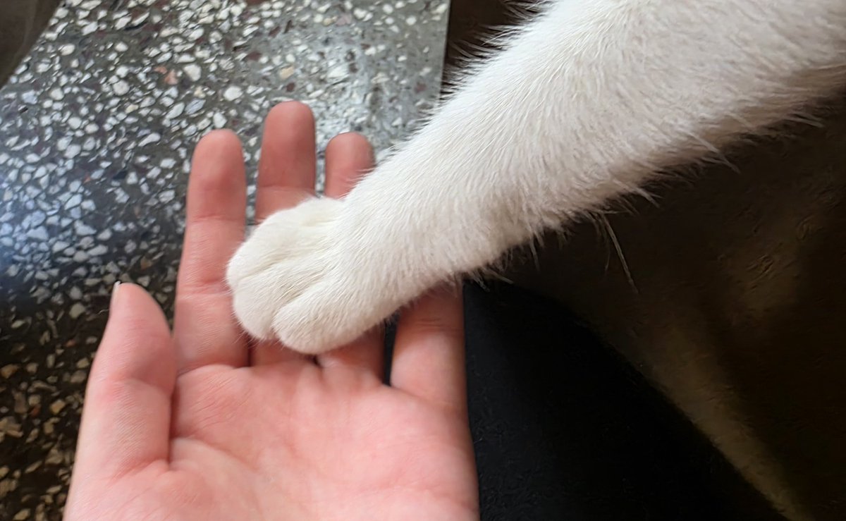 123nya0_0's tweet photo. (고양이)사장님이 친절하고
커피가 맛있어요 https://t.co/wrUmCyeuPc