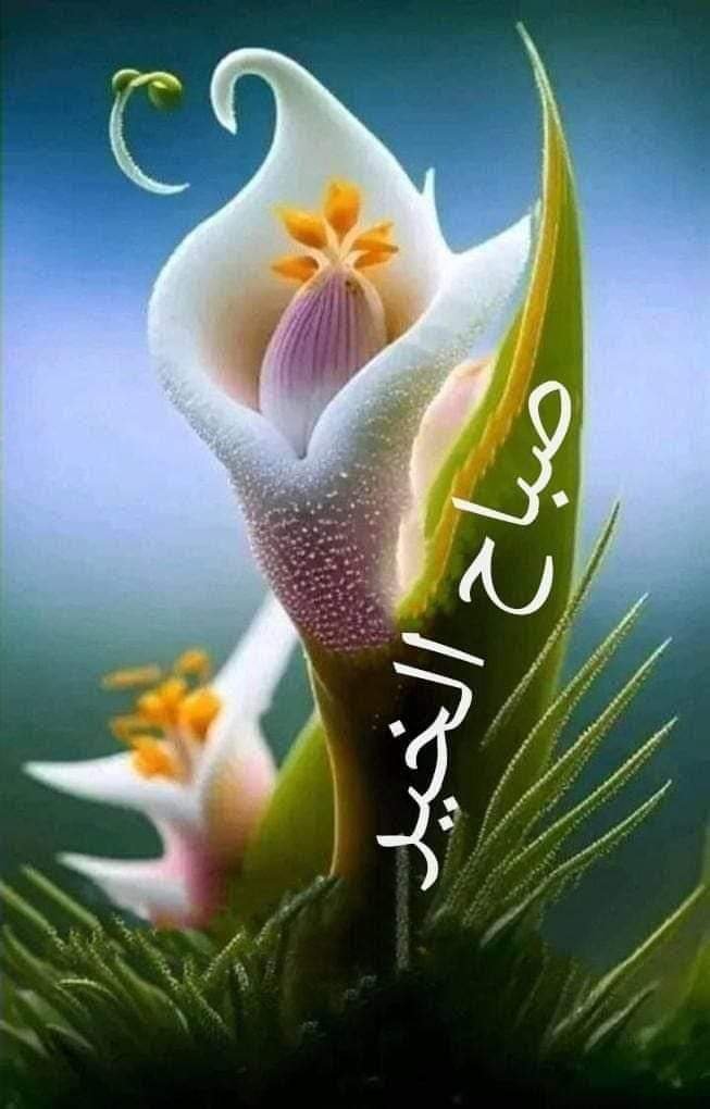 allsaleh's tweet photo. @Ruwi_101 https://t.co/TBHkacHBDk