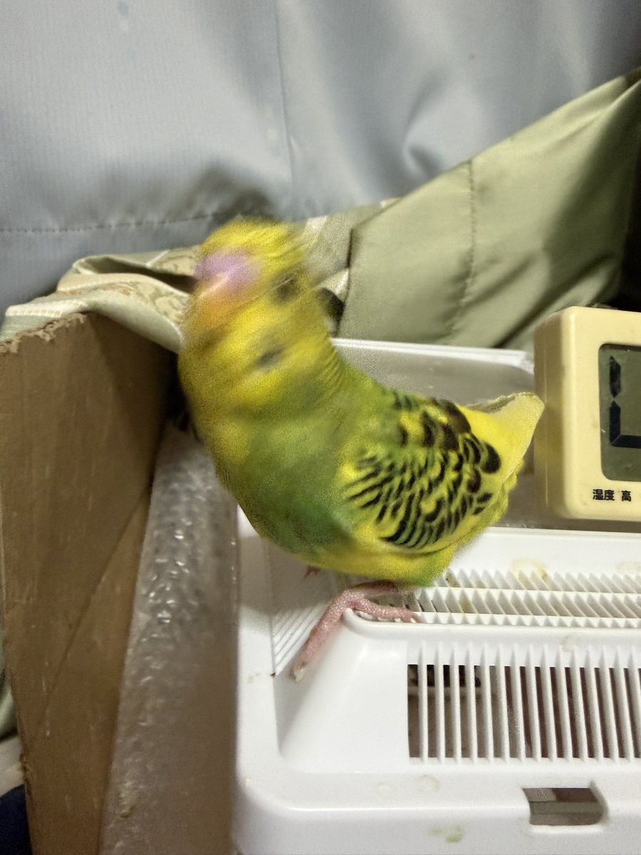 raund1's tweet photo. 可愛いが撮れるまでの経過
よもぎもち https://t.co/6FzDqY9GhB