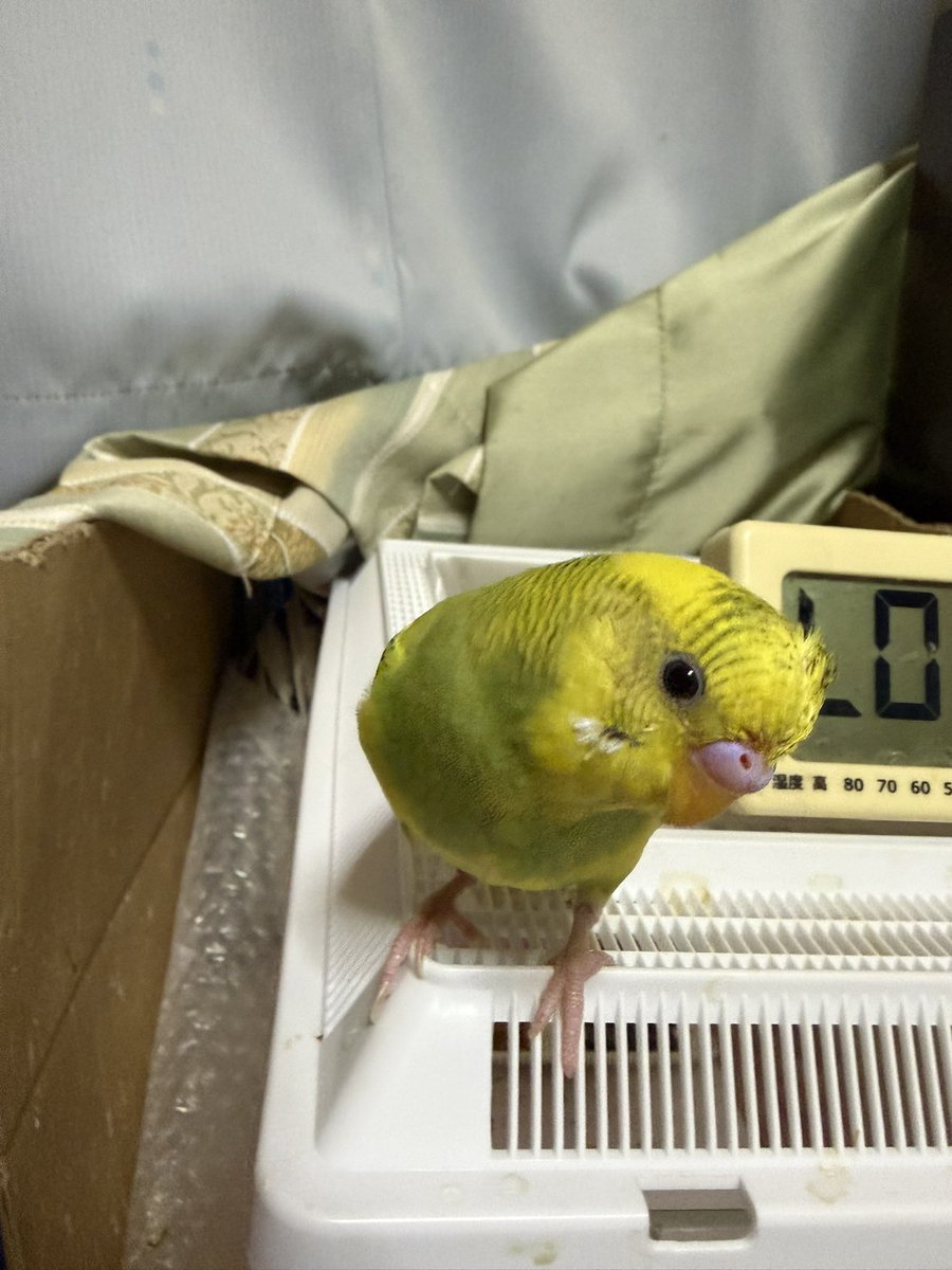 raund1's tweet photo. 可愛いが撮れるまでの経過
よもぎもち https://t.co/6FzDqY9GhB