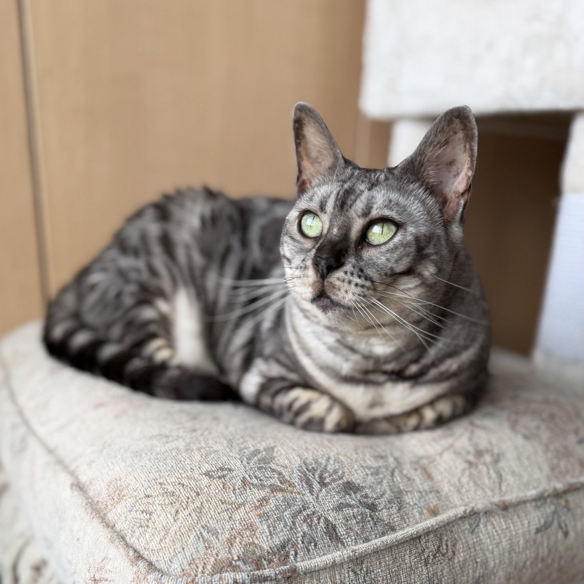 redcomet1113's tweet photo. エアコンが動き出した
#アビー 
#ベンガル #ベンガル猫 
#猫のいる暮らし #猫のいる生活 #猫のいる幸せ #ブリーダー #alancathee https://t.co/LWzMNekBQp