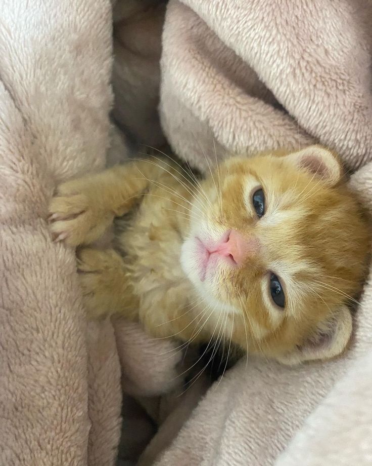 Catsillyness's tweet photo. https://t.co/jJLmCh19Jf