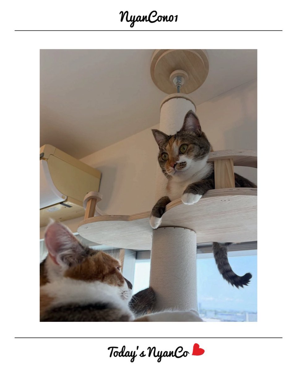 NyanCon01's tweet photo. 今日のニャンコ♡ 

#nyancon01
#cat https://t.co/7Ub1pI0vl7