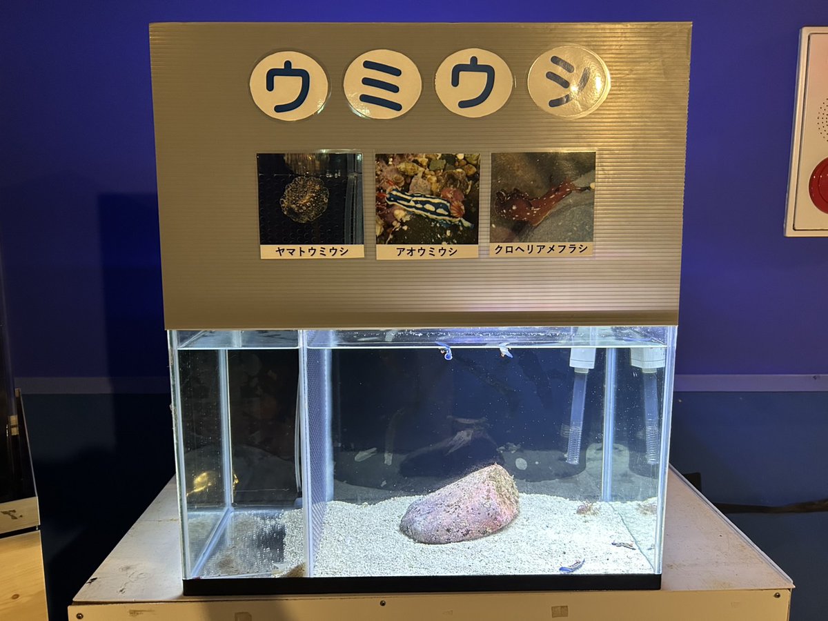 水族館の前の海で採集したウミウシを展示しました ウミウシは巻貝の