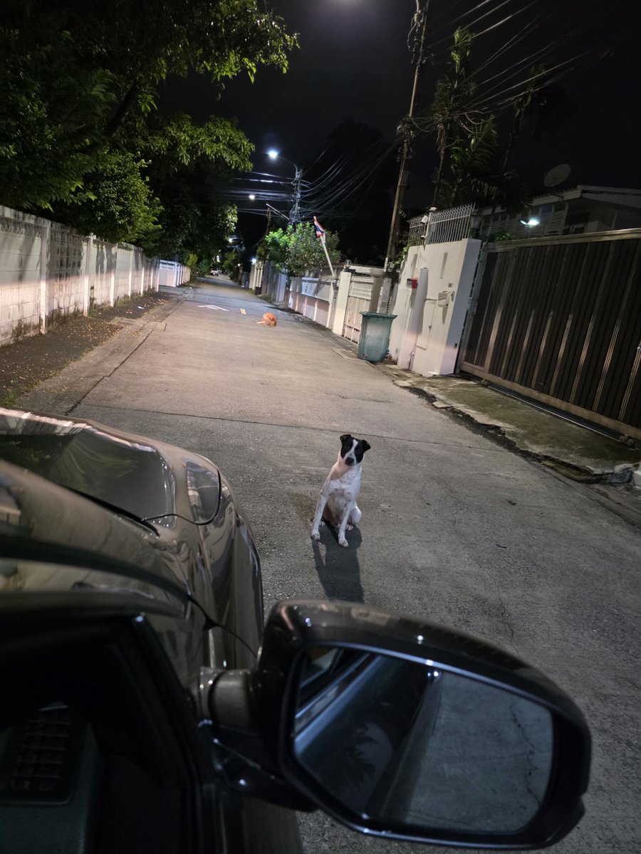 gibchan's tweet photo. น้องมาขอข้าวกิน ตั้งกะเช้ามืด 🐕🥹 https://t.co/Qgbm4YhL34