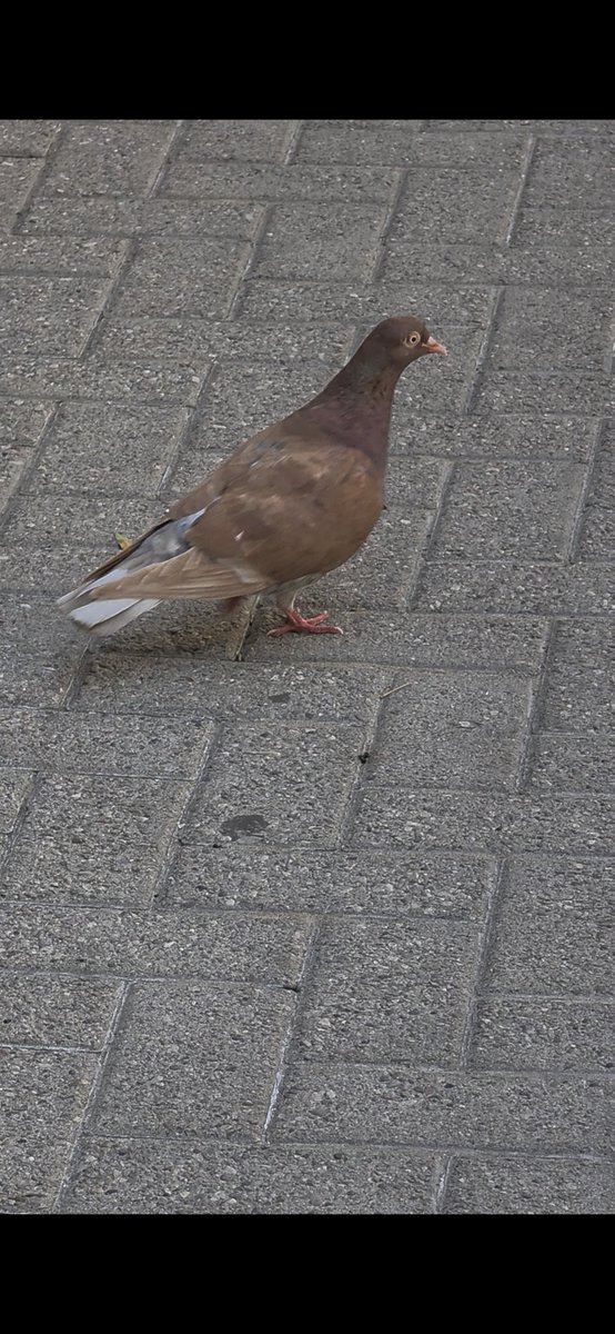 GerardIsTheWayy's tweet photo. enjoy a picture of this random pigeon i saw the other day, looks like a toasted marshmallow! i love pigeons ♡ https://t.co/xkixRd15sc