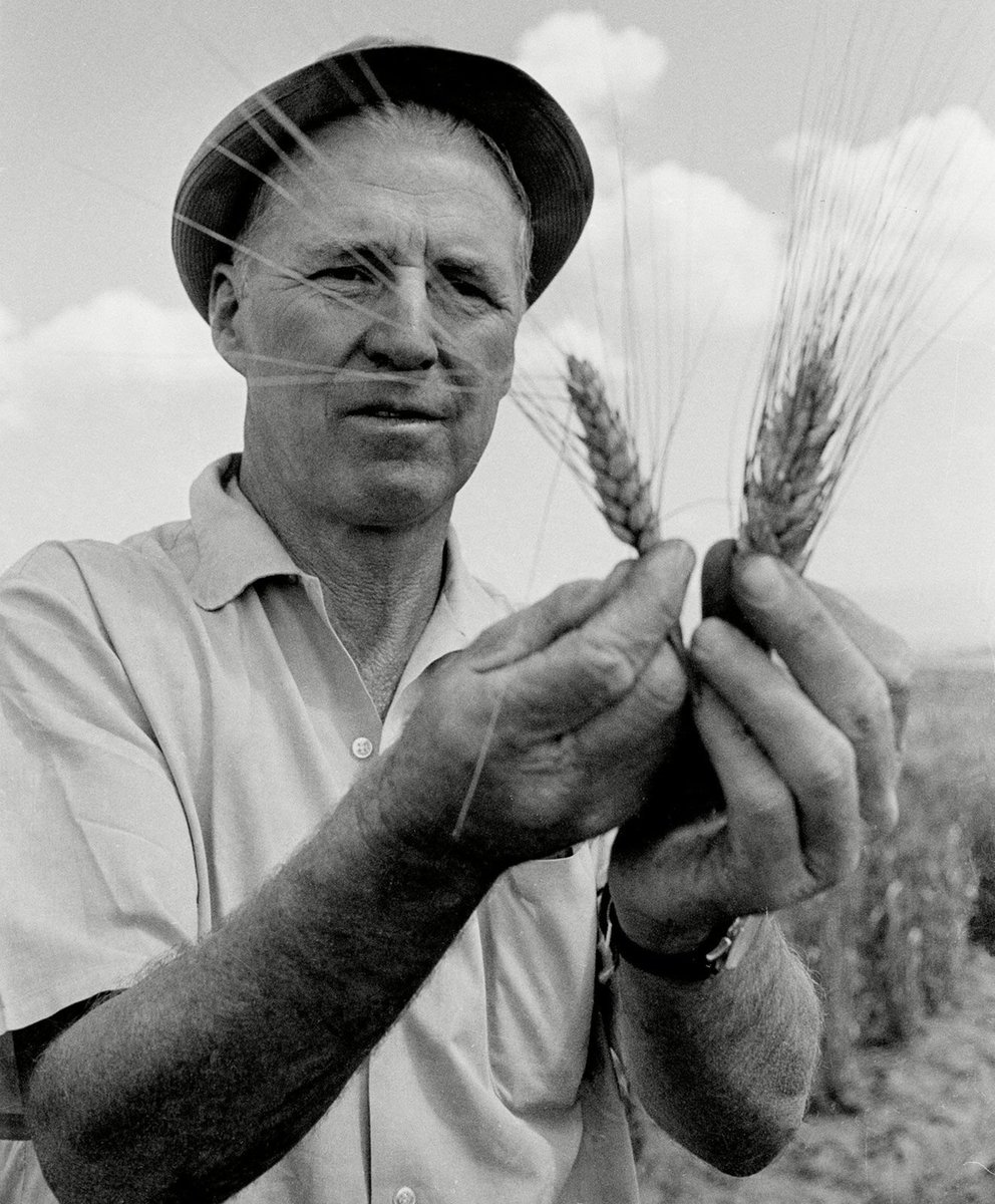 WolfofX's tweet photo. Norman Borlaug never commanded an army.

He never led a country.

He never became one of the world's biggest celebrities.

Yet many historians consider him one of the most important people who ever lived.

Born on a small farm in Iowa, Borlaug understood from an early age that food meant survival. That understanding shaped his life's work.

As a plant scientist, he spent years developing high yielding, disease resistant wheat varieties. He worked relentlessly in Mexico, and later helped bring those breakthroughs to countries such as India and Pakistan, where millions of people were facing the threat of devastating famine.

The results were extraordinary.

Harvests multiplied.

Fields that once struggled to feed families began producing enough grain to feed entire nations.

His work became the foundation of what the world now calls the Green Revolution.

In 1970, Norman Borlaug was awarded the Nobel Peace Prize. The Nobel Committee said he had given the world "a well founded hope" that the food problem could be solved.

Today, he is widely credited with helping save more than a billion lives by preventing mass starvation. Some sources estimate the number could be as high as two billion, although no one can calculate an exact figure.

He never became a household name.

There are no crowds chanting his name in stadiums.

Most people have never heard of him.

But somewhere in the world, every meal made possible by stronger harvests carries a small part of his legacy.

Sometimes the greatest heroes don't change history by taking lives.

They change it by making sure billions have the chance to live