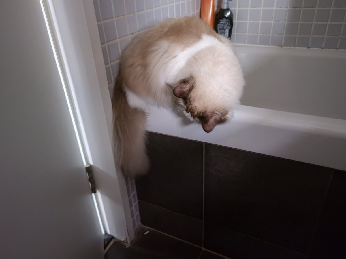 TetsuyaD618's tweet photo. 猫ちゃんでトイレ進入します 😾✨ https://t.co/uDpQeEykoZ