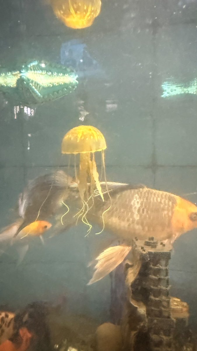 Sallyme_11's tweet photo. Hoy salí a un lugar super lindo con mis papás, es tipo temático pq hay un lago donde puedes pescar truchas y te sirven lo que pescas o si quieres comer otra cosa también hay, fue bonito
Además había un mini acuario donde había una medusa, es la primera vez en mi vida que veo una. https://t.co/AxjMRZxAaE