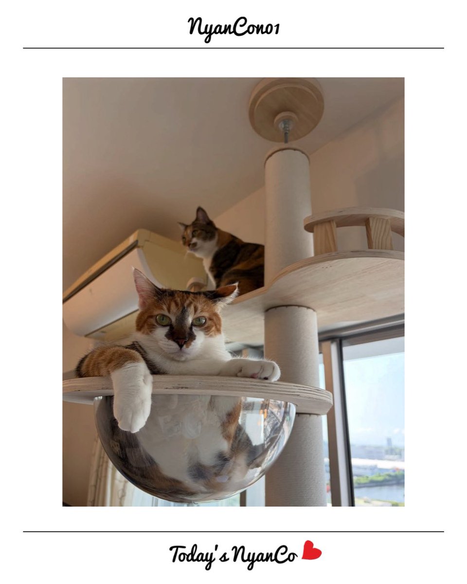 NyanCon01's tweet photo. 今日のニャンコ♡ 

#nyancon01
#cat https://t.co/7Ub1pI0vl7