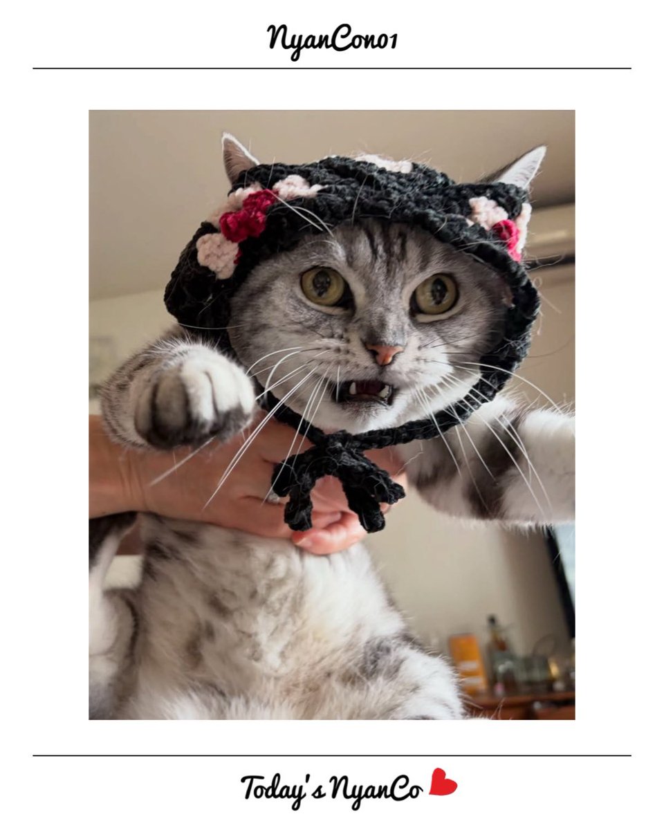 NyanCon01's tweet photo. 今日のニャンコ♡ 

#nyancon01
#cat https://t.co/zDwFOaG7Vg