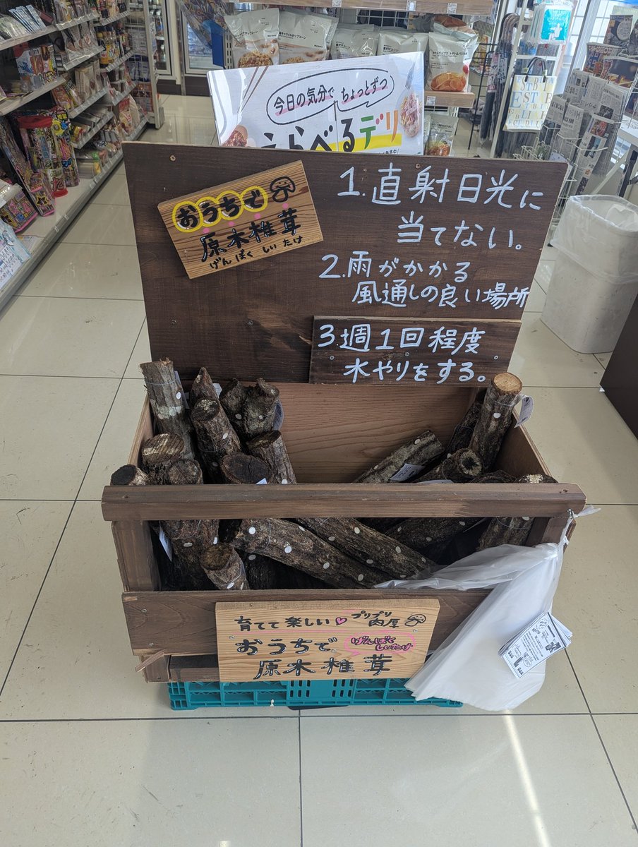 ArturGalata's tweet photo. お母さんが『日本のコンビニ、何でも売ってるらしいわね。行ってみたいわぁ。例えばどんなものがあるの？』って聞いてきたので『しいたけ。椎茸の原木が売ってる』って答えたら『ちょっとその回答、初心者の私には早すぎない？』って言ってた。確かに。初手で椎茸原木はやりすぎた。 https://t.co/9y56Hn2Xcx
