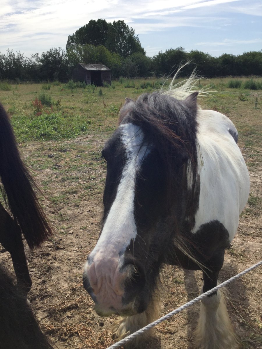 eggsypony's tweet photo. Happy new week!
I concede that Pippin on the right has won the paddock's silly face competition today, me I'm just going for darn cutest xx https://t.co/jpFstV0Ncy
