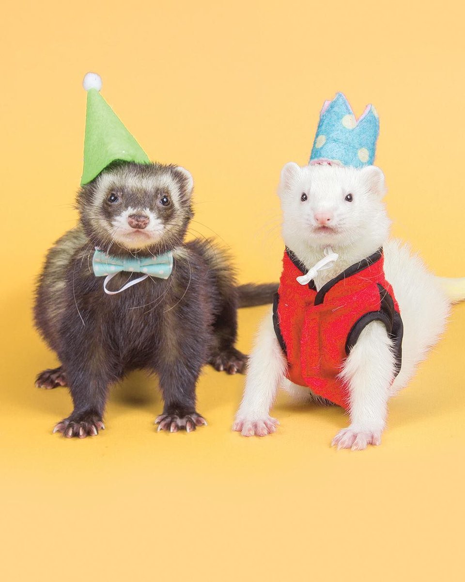 FerretPerHour's tweet photo. https://t.co/r4smN8fT2A