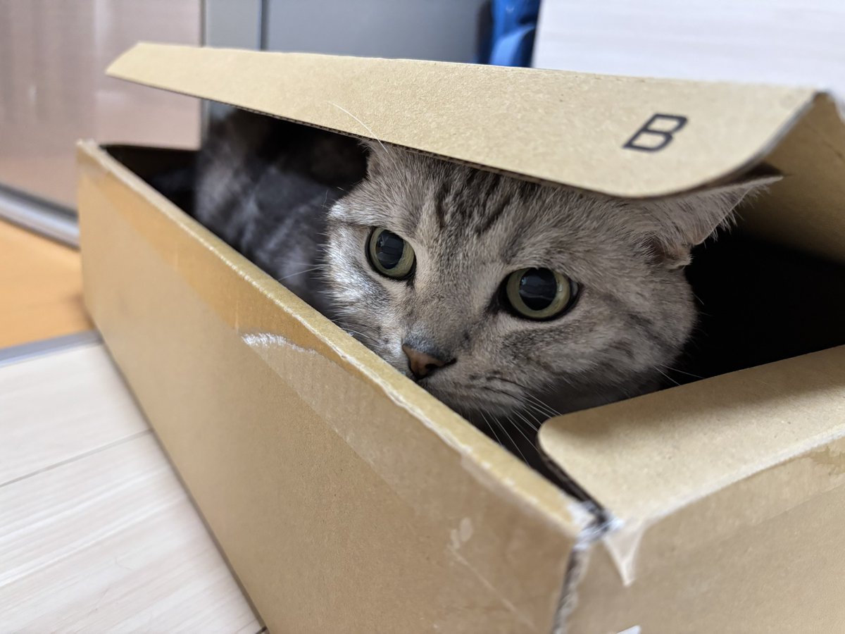 mifuyu_916's tweet photo. 箱があれば入るのが猫 https://t.co/lTKTUHfsdG