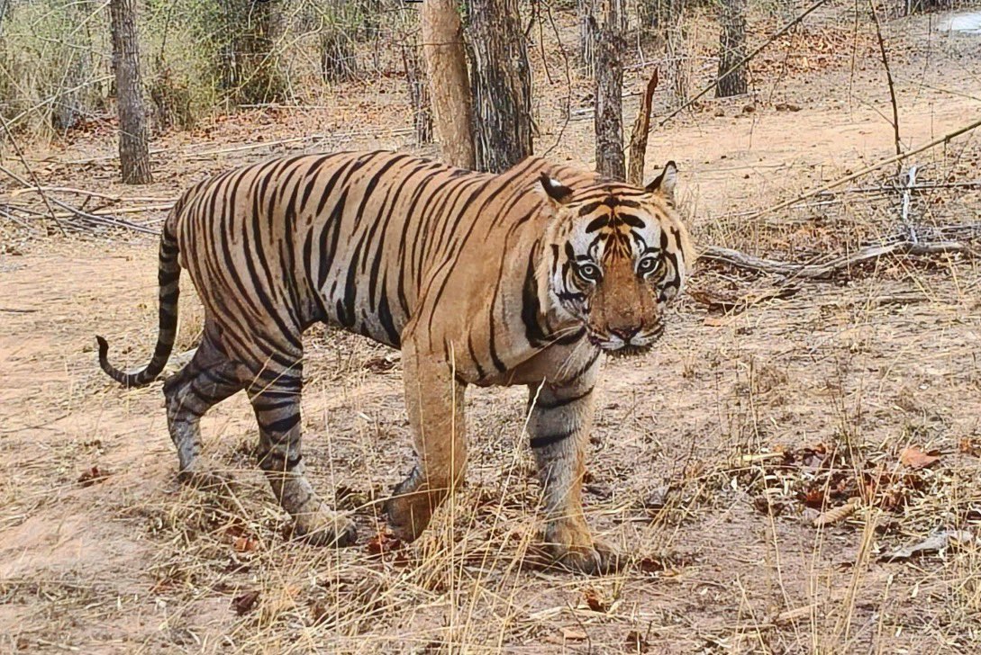 gaurravbhrdwj's tweet photo. This hunter, Kalya Bawariya, once worked for Sansarchandra and has now become an international tiger smuggler himself. A few days ago, our law sentenced this “kind-criminal” man to just 4 years in prison. Whether we call it the weakness of the law or the lack of strong evidence presented by the Forest Department, the punishment is so light that he will soon be free again and will head straight back to the jungle.
For the crimes committed by this wicked and vile man, this sentence is nothing. He may remain in jail for the next 4 years or even less, but his gang which works for him is still fully active and continues to commit crimes.
It is extremely important to first dismantle the entire network through which this cruel and heartless person has been killing our wildlife. Otherwise, once he finishes his short sentence and walks out of jail, he will resume the same crimes again. #wildlifeawareness #tigerdeath #tigerpoaching #wildgraveyard #bigcatincrisis