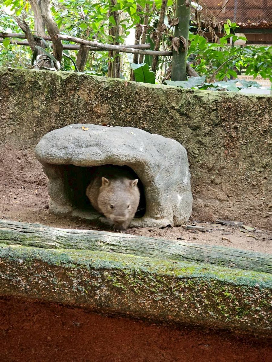 KhaokheowZoo's tweet photo. ใครออกมาโชว์ตัวอ่ะ จำได้ป่าว  กลมดิ๊กเลย 

#วอมแบท #wombat #khaokheowopenzoo #สวนส้ตว์เปิดเขาเขียว https://t.co/Cd1yCVrsXk