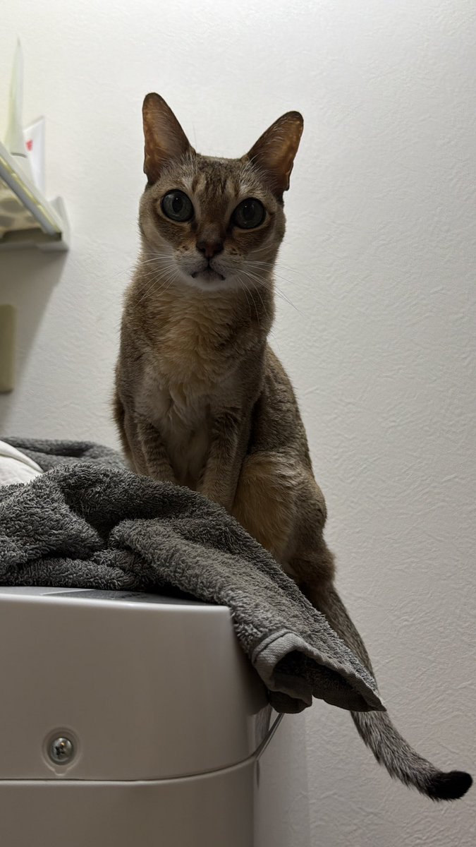 もしかして、横にスライドさせるシステムになったってことは… 猫のきゃ