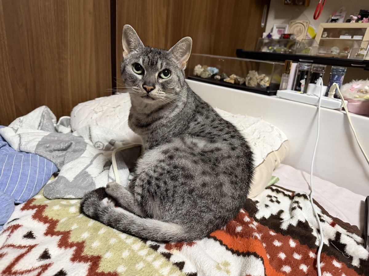もしかして、横にスライドさせるシステムになったってことは… 猫のきゃ