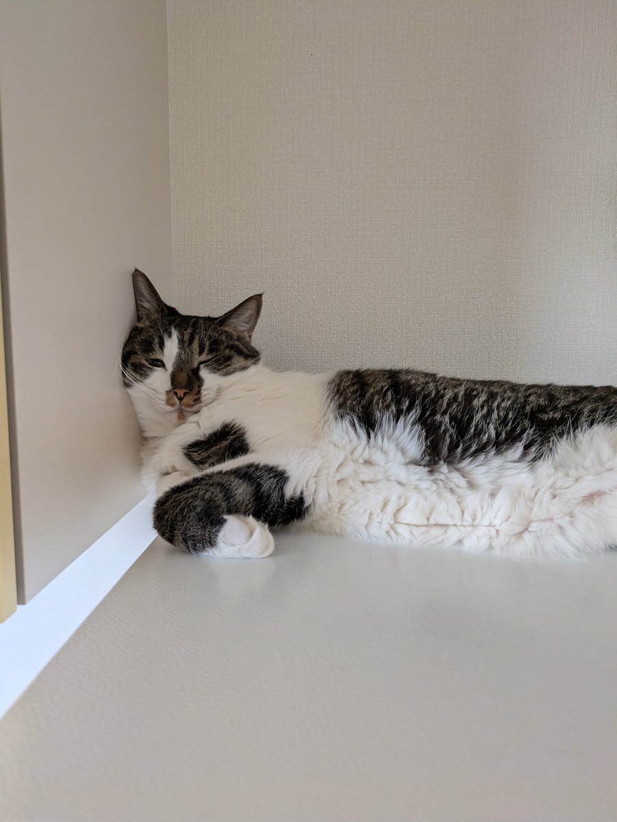 Post by いか on X: ねこ