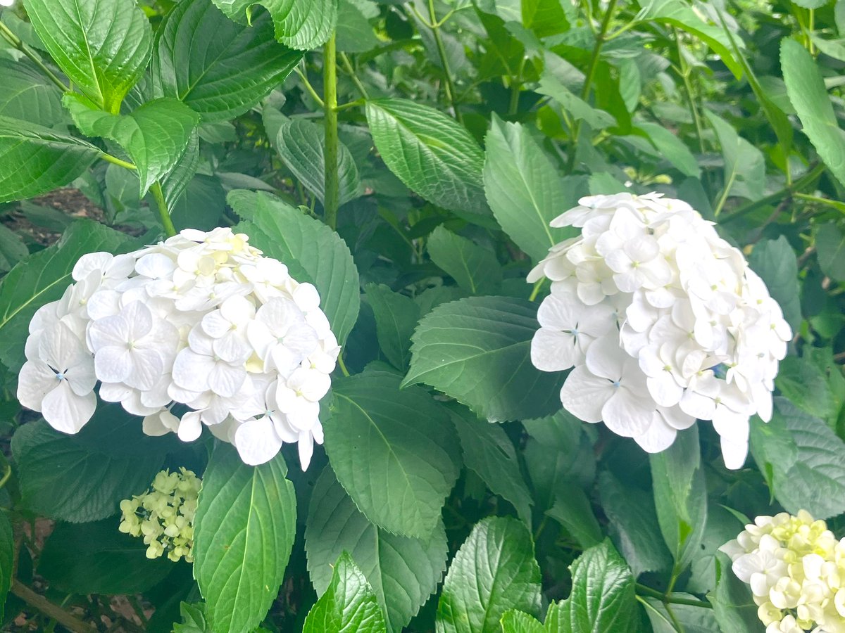 blue43milk's tweet photo. 湿度…
#イマソラ
#空
#紫陽花 https://t.co/Tu2lKcvohX