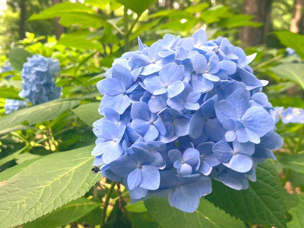 blue43milk's tweet photo. 湿度…
#イマソラ
#空
#紫陽花 https://t.co/Tu2lKcvohX