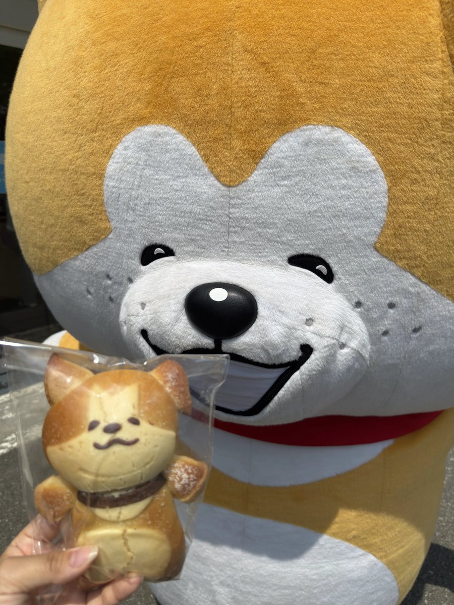 taremimidaichan's tweet photo. 【人気ベーカリーとコラボ🍞】

潟上市にある #BakeryALToco では
“ #たれみみだいちゃん ”のパンを販売中🧡🤍

わあ〜〜！！ボクそっくり🐶
ぐで〜んと寝そべる姿がかわいすぎる💓

@BakeryALToco 
みんなも買ってみてね！ https://t.co/1MqDImDmh6