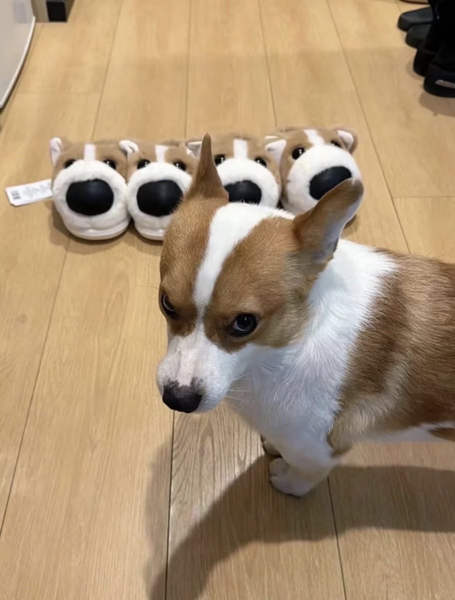 twaniimals's tweet photo. https://t.co/w81Dx0kKpK