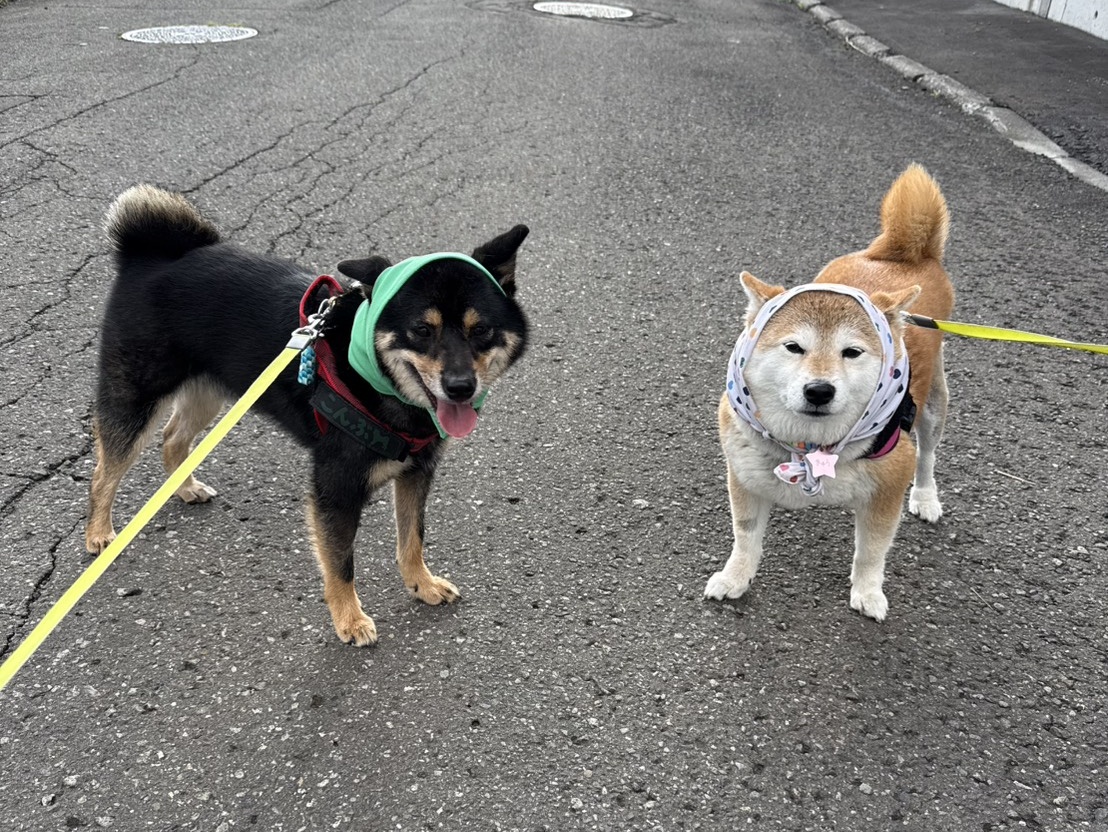 まる柴 ほっかむり柴 #柴犬